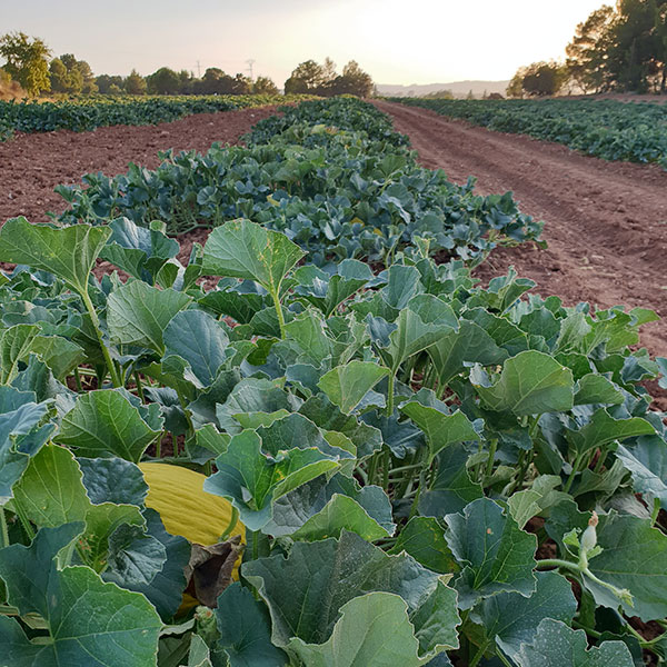 Melones Diamante